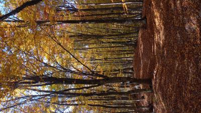 Прикрепленное изображение: 20211016_105755.jpg